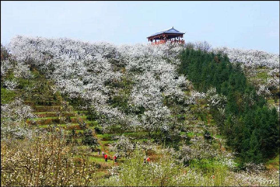 【春天，广西桂林灌阳县向您发出邀请！】我们在灌阳看梨花 - 游山玩水 - 玉树生活社区 - 玉树28生活网 ys.28life.net
