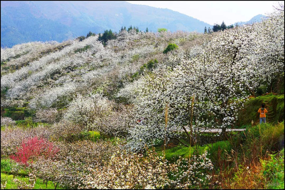 【春天，广西桂林灌阳县向您发出邀请！】我们在灌阳看梨花 - 游山玩水 - 玉树生活社区 - 玉树28生活网 ys.28life.net