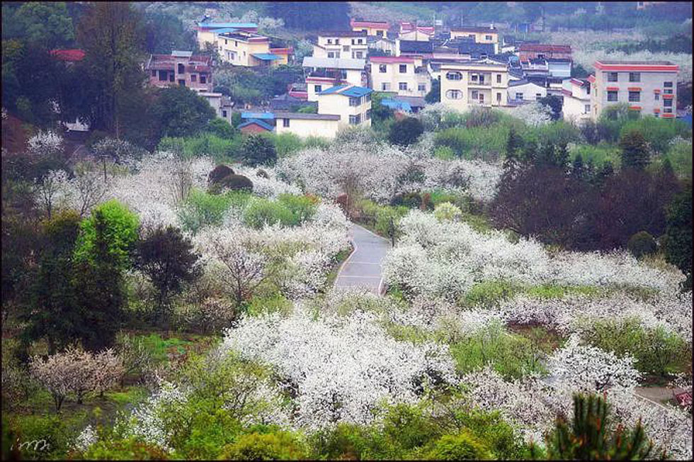 【春天，广西桂林灌阳县向您发出邀请！】我们在灌阳看梨花 - 游山玩水 - 玉树生活社区 - 玉树28生活网 ys.28life.net