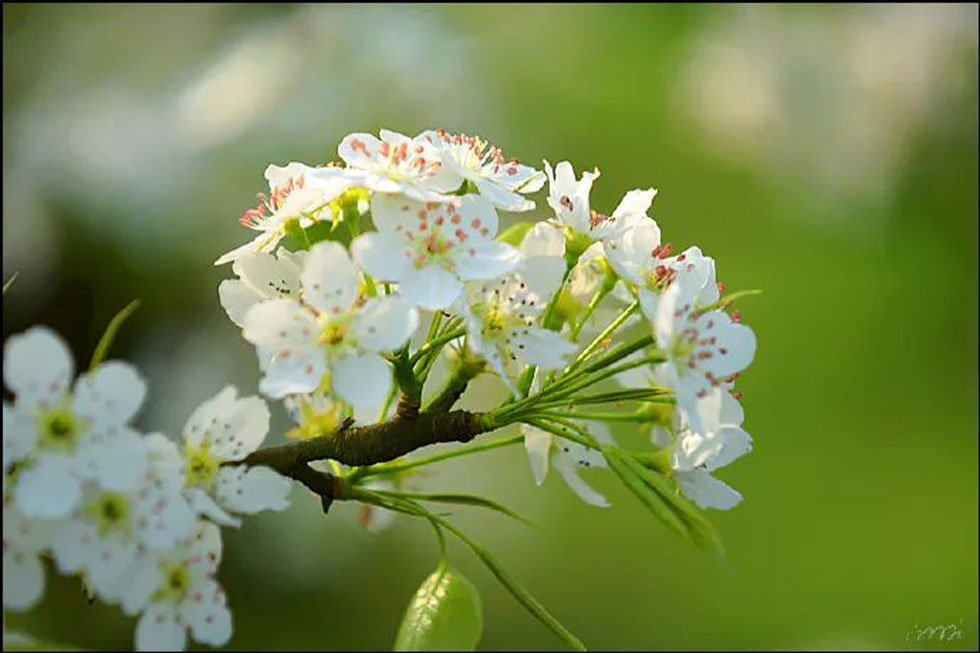【春天，广西桂林灌阳县向您发出邀请！】我们在灌阳看梨花 - 游山玩水 - 玉树生活社区 - 玉树28生活网 ys.28life.net