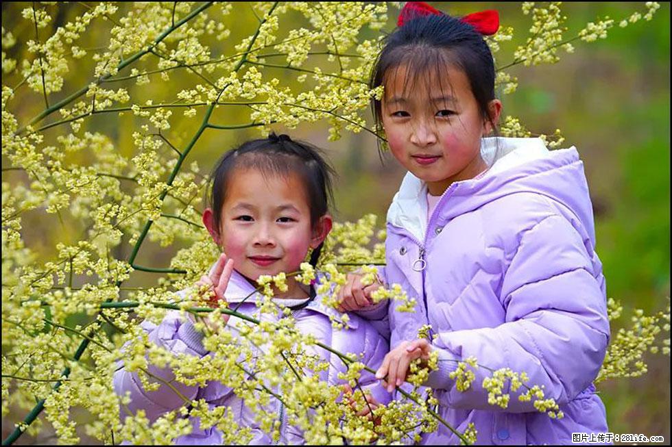 【春天，广西桂林灌阳县向您发出邀请！】米珠山前有片山苍子花在飘香 - 游山玩水 - 玉树生活社区 - 玉树28生活网 ys.28life.net
