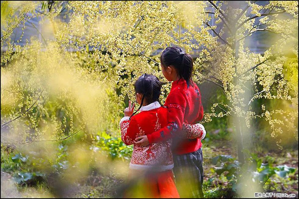 【春天，广西桂林灌阳县向您发出邀请！】米珠山前有片山苍子花在飘香 - 游山玩水 - 玉树生活社区 - 玉树28生活网 ys.28life.net