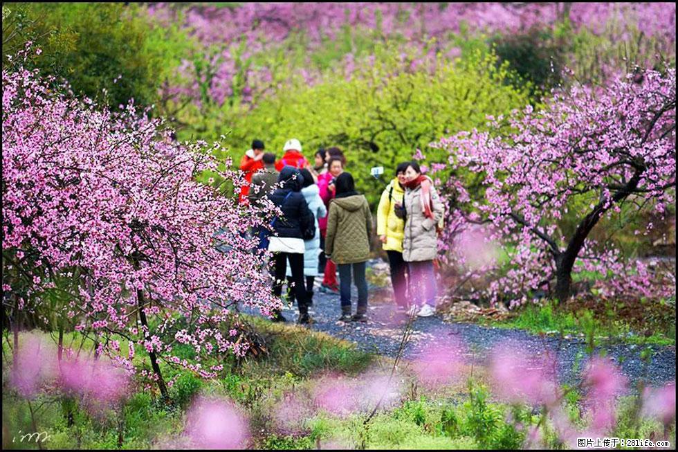 【春天，广西桂林灌阳县向您发出邀请！】官庄村有个醉美的桃花园 - 游山玩水 - 玉树生活社区 - 玉树28生活网 ys.28life.net