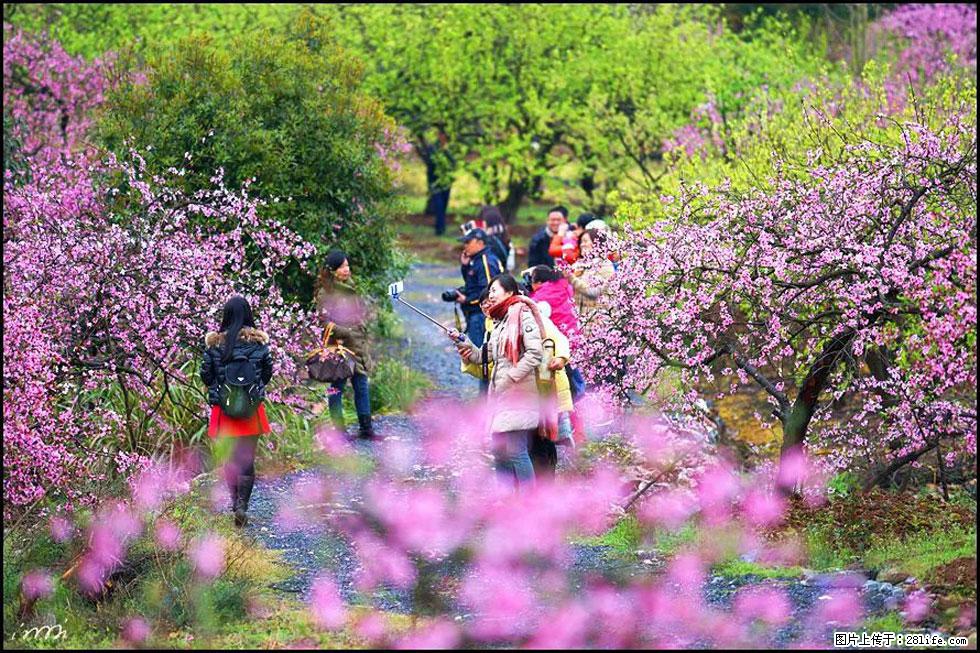 【春天，广西桂林灌阳县向您发出邀请！】官庄村有个醉美的桃花园 - 游山玩水 - 玉树生活社区 - 玉树28生活网 ys.28life.net