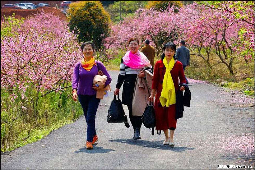 【春天，广西桂林灌阳县向您发出邀请！】官庄村有个醉美的桃花园 - 游山玩水 - 玉树生活社区 - 玉树28生活网 ys.28life.net