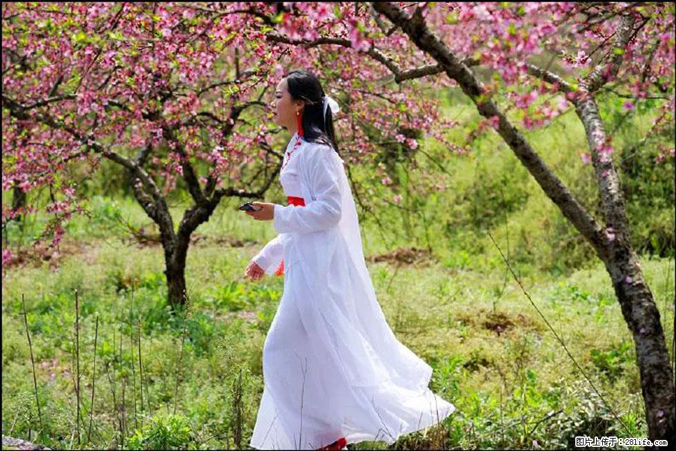 【春天，广西桂林灌阳县向您发出邀请！】官庄村有个醉美的桃花园 - 游山玩水 - 玉树生活社区 - 玉树28生活网 ys.28life.net
