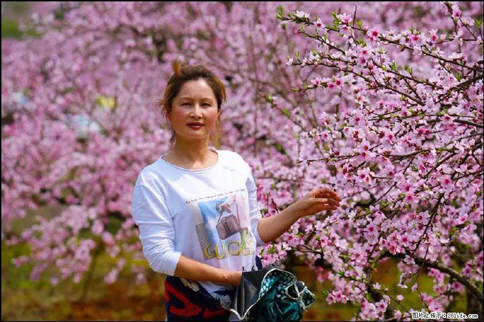 【春天，广西桂林灌阳县向您发出邀请！】官庄村有个醉美的桃花园 - 游山玩水 - 玉树生活社区 - 玉树28生活网 ys.28life.net