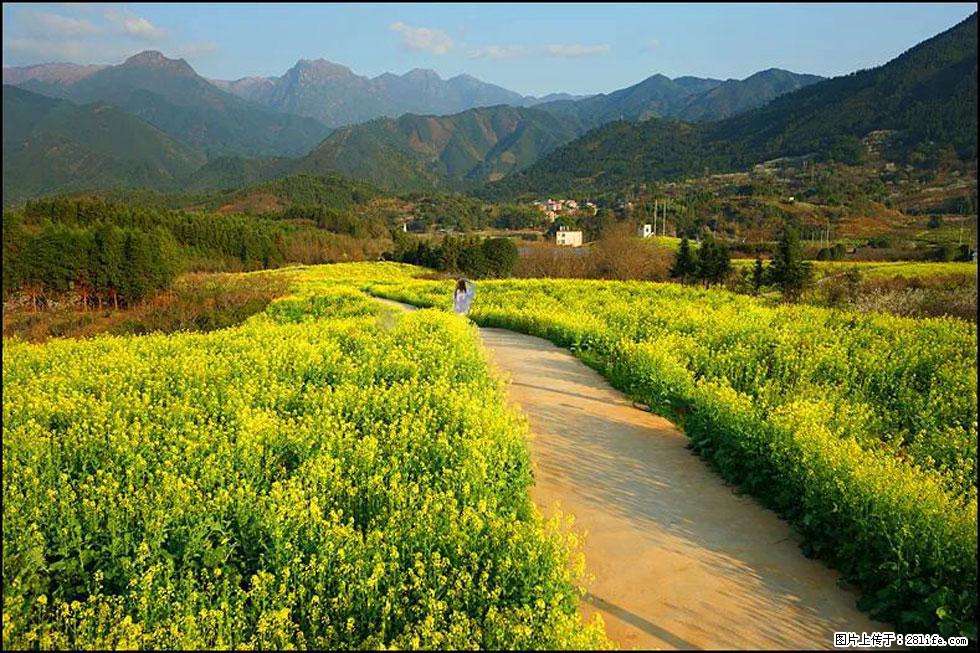 【春天，广西桂林灌阳县向您发出邀请！】长坪村油菜盛情花开 - 游山玩水 - 玉树生活社区 - 玉树28生活网 ys.28life.net