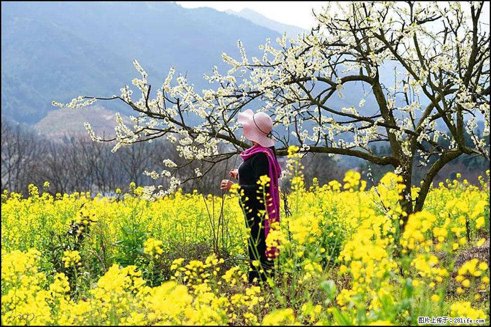 【春天，广西桂林灌阳县向您发出邀请！】长坪村油菜盛情花开 - 游山玩水 - 玉树生活社区 - 玉树28生活网 ys.28life.net