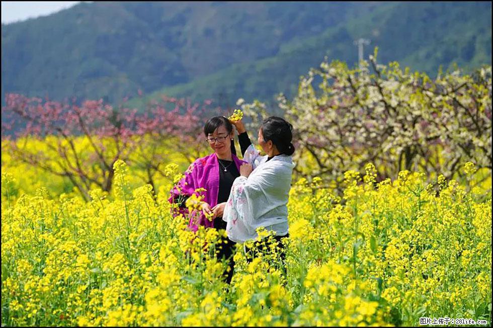 【春天，广西桂林灌阳县向您发出邀请！】长坪村油菜盛情花开 - 游山玩水 - 玉树生活社区 - 玉树28生活网 ys.28life.net