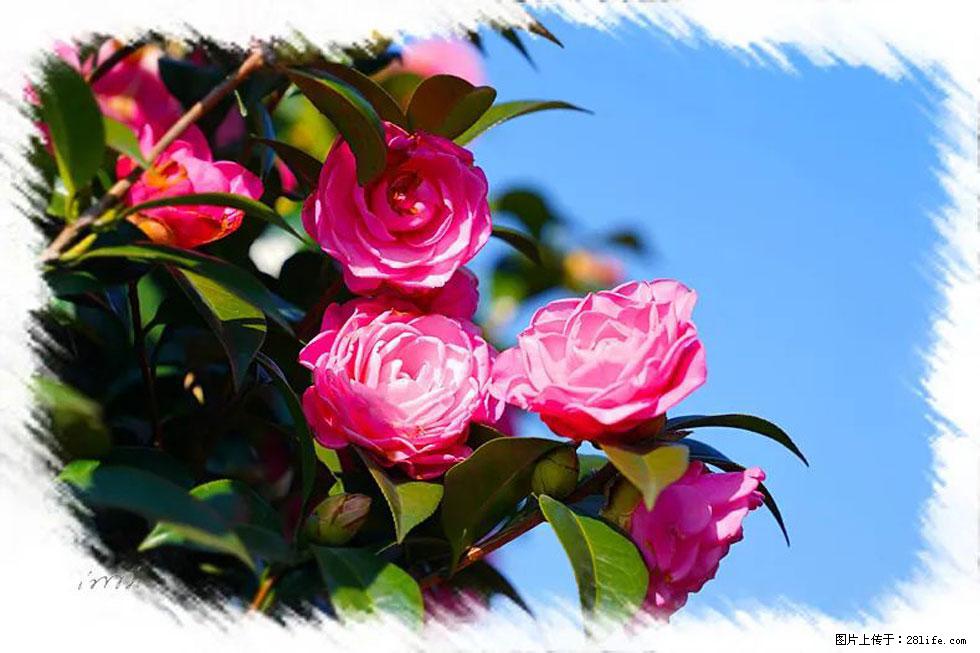 【春天，广西桂林灌阳县向您发出邀请！】杨柳井茶花惹人爱 - 游山玩水 - 玉树生活社区 - 玉树28生活网 ys.28life.net