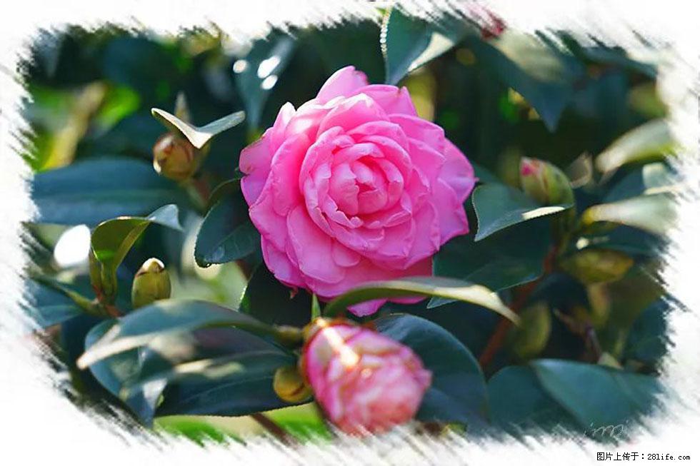 【春天，广西桂林灌阳县向您发出邀请！】杨柳井茶花惹人爱 - 游山玩水 - 玉树生活社区 - 玉树28生活网 ys.28life.net