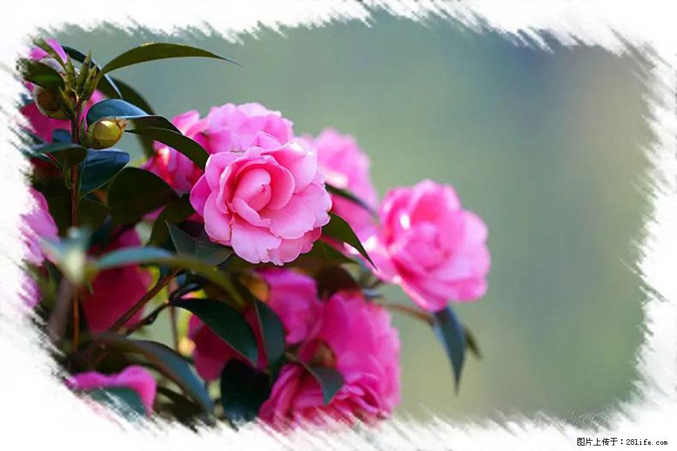 【春天，广西桂林灌阳县向您发出邀请！】杨柳井茶花惹人爱 - 游山玩水 - 玉树生活社区 - 玉树28生活网 ys.28life.net