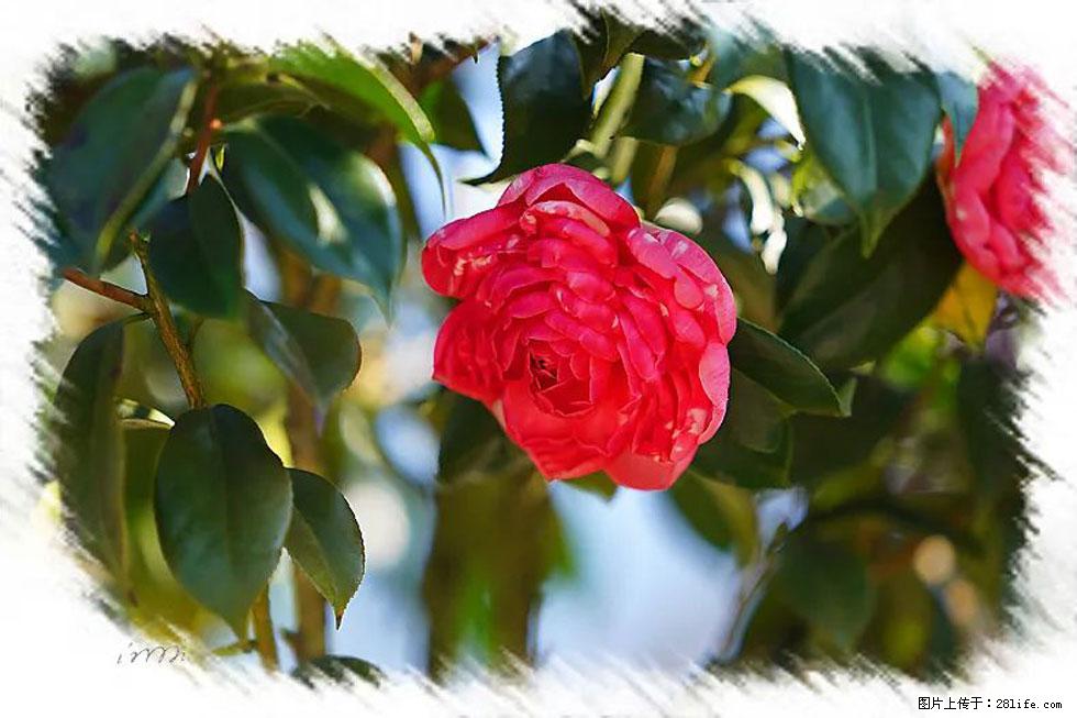 【春天，广西桂林灌阳县向您发出邀请！】杨柳井茶花惹人爱 - 游山玩水 - 玉树生活社区 - 玉树28生活网 ys.28life.net
