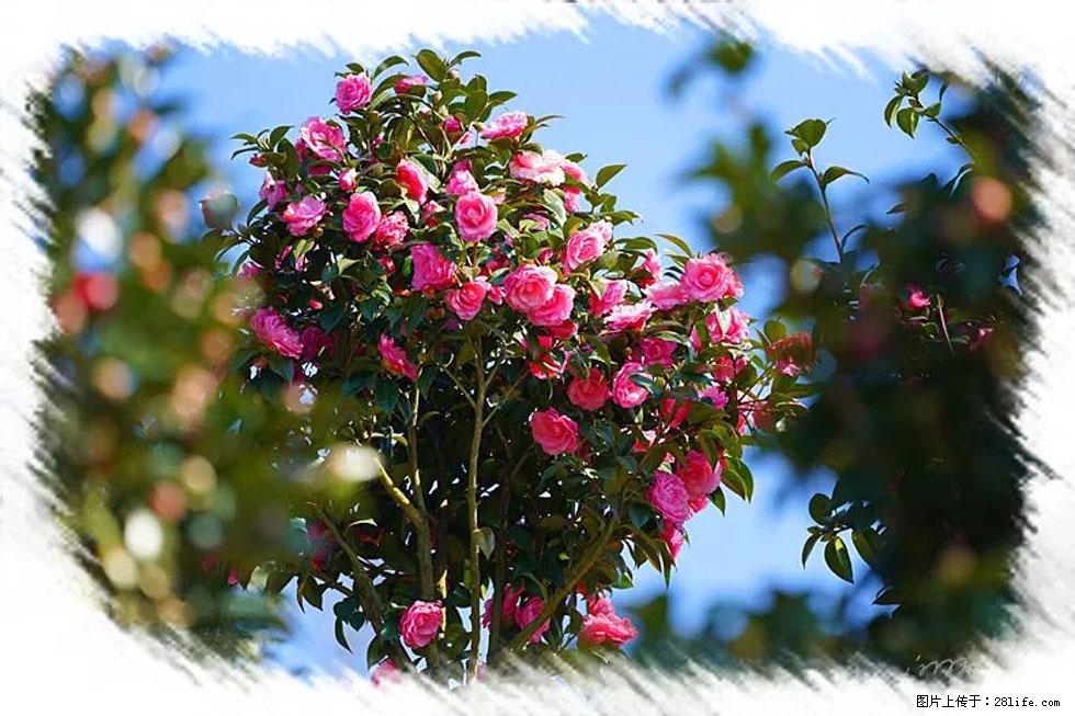 【春天，广西桂林灌阳县向您发出邀请！】杨柳井茶花惹人爱 - 游山玩水 - 玉树生活社区 - 玉树28生活网 ys.28life.net