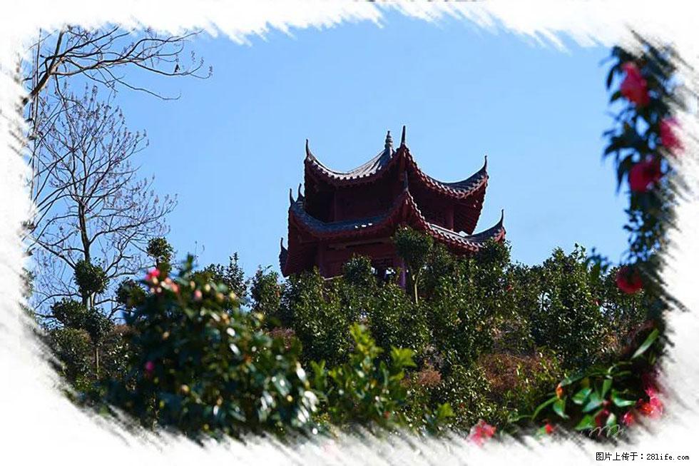【春天，广西桂林灌阳县向您发出邀请！】杨柳井茶花惹人爱 - 游山玩水 - 玉树生活社区 - 玉树28生活网 ys.28life.net