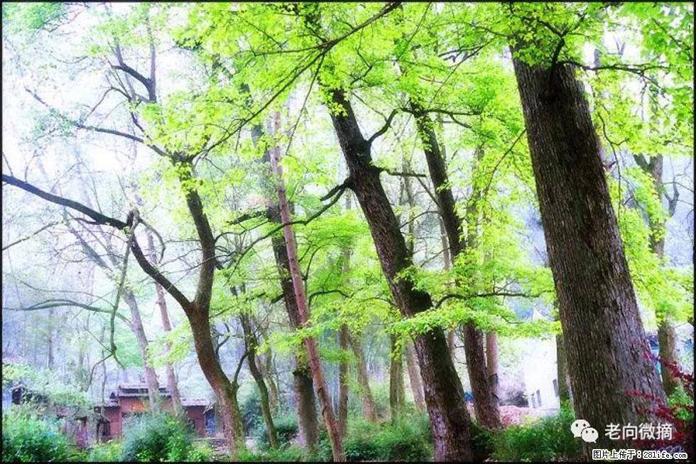 【春天，广西桂林灌阳县向您发出邀请！】在小龙村与春天约会 - 游山玩水 - 玉树生活社区 - 玉树28生活网 ys.28life.net