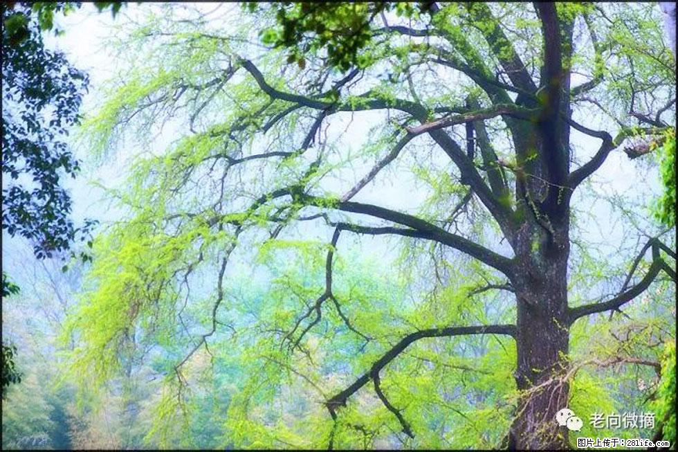 【春天，广西桂林灌阳县向您发出邀请！】在小龙村与春天约会 - 游山玩水 - 玉树生活社区 - 玉树28生活网 ys.28life.net