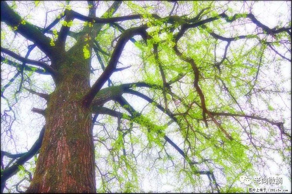 【春天，广西桂林灌阳县向您发出邀请！】在小龙村与春天约会 - 游山玩水 - 玉树生活社区 - 玉树28生活网 ys.28life.net