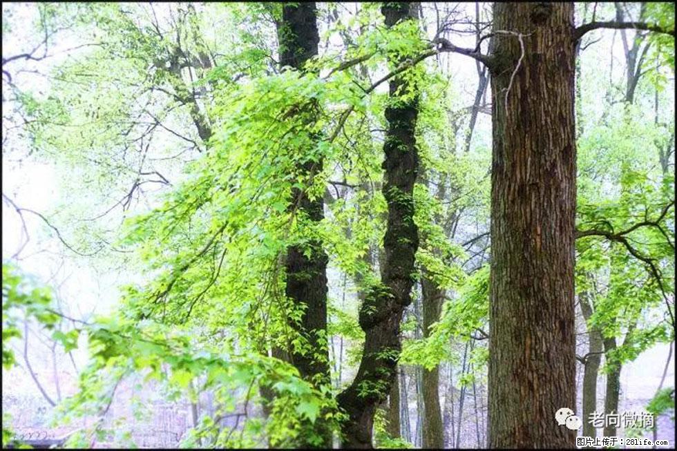 【春天，广西桂林灌阳县向您发出邀请！】在小龙村与春天约会 - 游山玩水 - 玉树生活社区 - 玉树28生活网 ys.28life.net