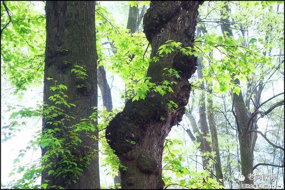【春天，广西桂林灌阳县向您发出邀请！】在小龙村与春天约会 - 游山玩水 - 玉树生活社区 - 玉树28生活网 ys.28life.net
