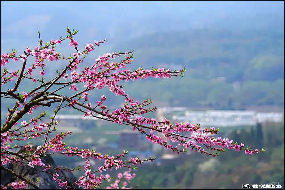 【春天，广西桂林灌阳县向您发出邀请！】望月岭上桃花开 - 游山玩水 - 玉树生活社区 - 玉树28生活网 ys.28life.net