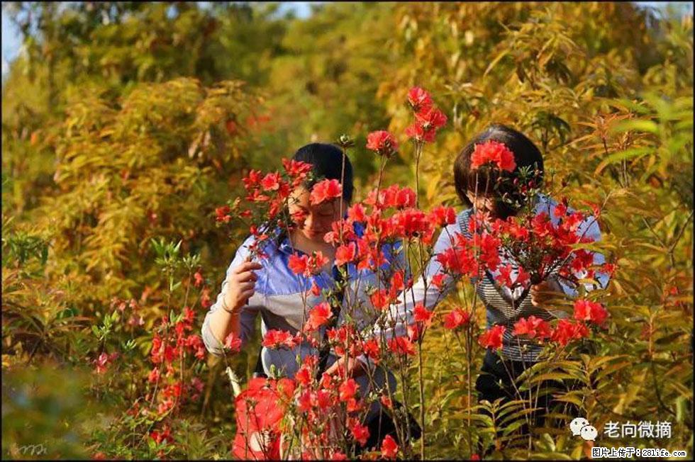 【春天，广西桂林灌阳县向您发出邀请！】登麒麟山，相约映山红 - 游山玩水 - 玉树生活社区 - 玉树28生活网 ys.28life.net