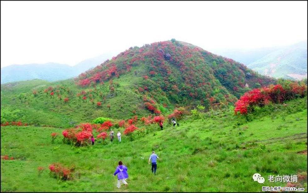 【春天，广西桂林灌阳县向您发出邀请！】宝盖山上映山红 - 游山玩水 - 玉树生活社区 - 玉树28生活网 ys.28life.net