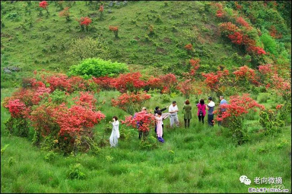 【春天，广西桂林灌阳县向您发出邀请！】宝盖山上映山红 - 游山玩水 - 玉树生活社区 - 玉树28生活网 ys.28life.net