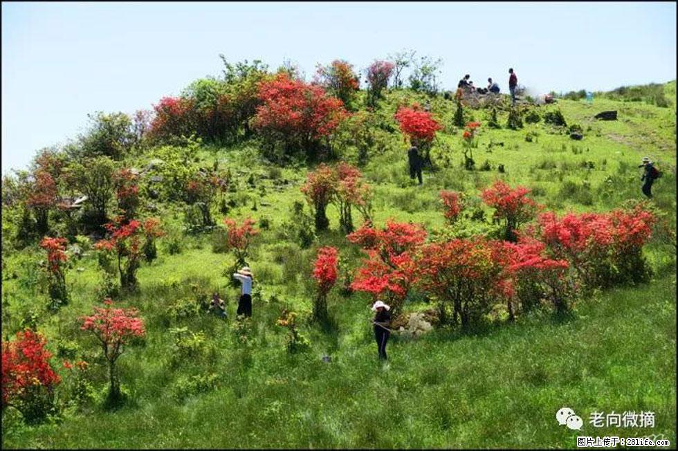 【春天，广西桂林灌阳县向您发出邀请！】宝盖山上映山红 - 游山玩水 - 玉树生活社区 - 玉树28生活网 ys.28life.net