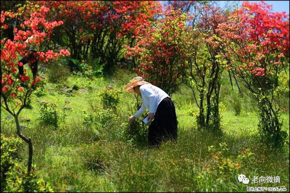 【春天，广西桂林灌阳县向您发出邀请！】宝盖山上映山红 - 游山玩水 - 玉树生活社区 - 玉树28生活网 ys.28life.net