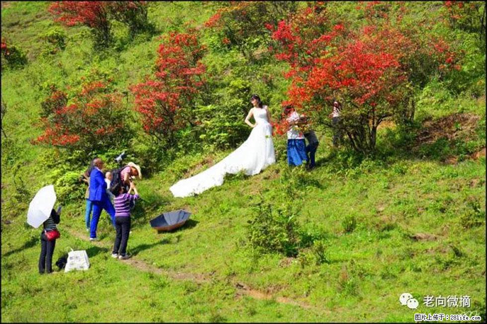 【春天，广西桂林灌阳县向您发出邀请！】宝盖山上映山红 - 游山玩水 - 玉树生活社区 - 玉树28生活网 ys.28life.net