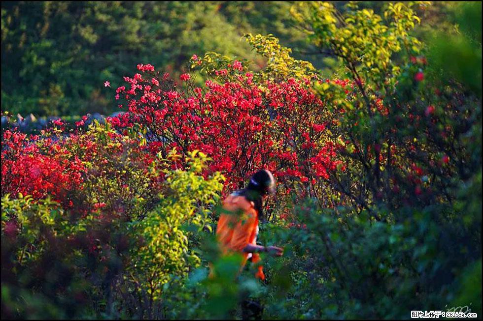 【春天，广西桂林灌阳县向您发出邀请！】春木界上映山红 - 游山玩水 - 玉树生活社区 - 玉树28生活网 ys.28life.net