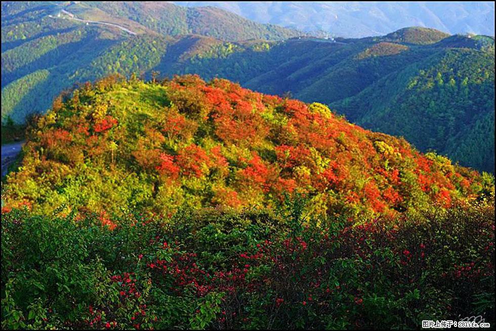 【春天，广西桂林灌阳县向您发出邀请！】春木界上映山红 - 游山玩水 - 玉树生活社区 - 玉树28生活网 ys.28life.net