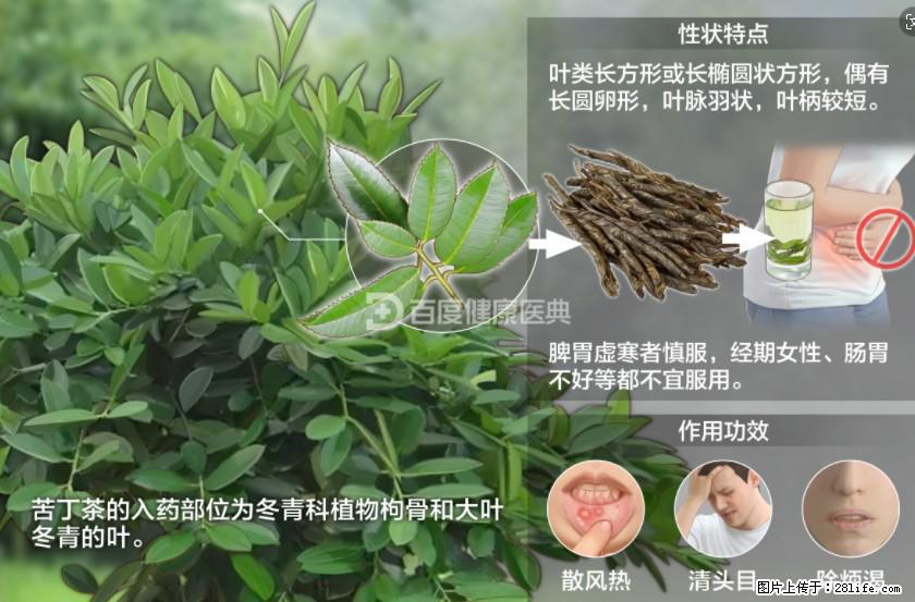 苦丁茶有哪些功效和作用 - 生活百科 - 玉树生活社区 - 玉树28生活网 ys.28life.net