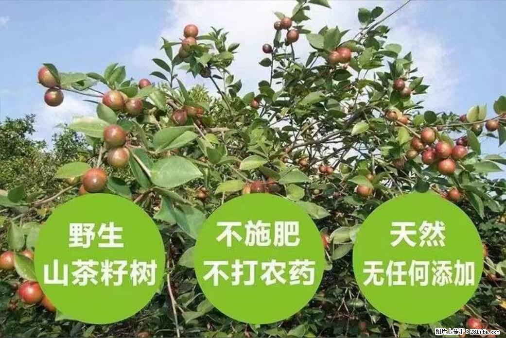 【灌阳县油茶产业示范区】一个有着充实的精神生活的人，对待身外之物自会有一种淡泊的态度 - 美食天地 - 玉树生活社区 - 玉树28生活网 ys.28life.net
