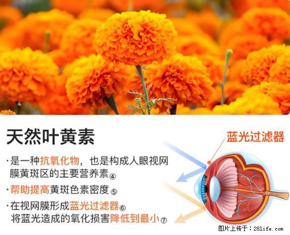 叶黄素有什么功效和作用 - 生活百科 - 玉树生活社区 - 玉树28生活网 ys.28life.net