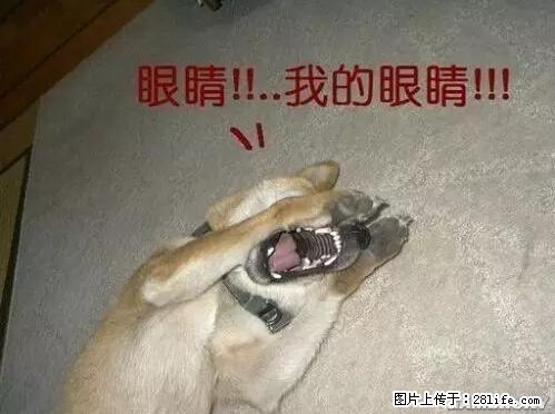 笑癫了！一女的怀孕三年未生，他终于忍不住了... - 娱乐八卦 - 玉树生活社区 - 玉树28生活网 ys.28life.net