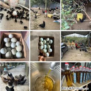 油茶园从小鸡仔开始养起的纯土鸡、土鸡蛋可以预定啦！还有前几天刚榨的纯山茶油哦 - 玉树28生活网 ys.28life.net