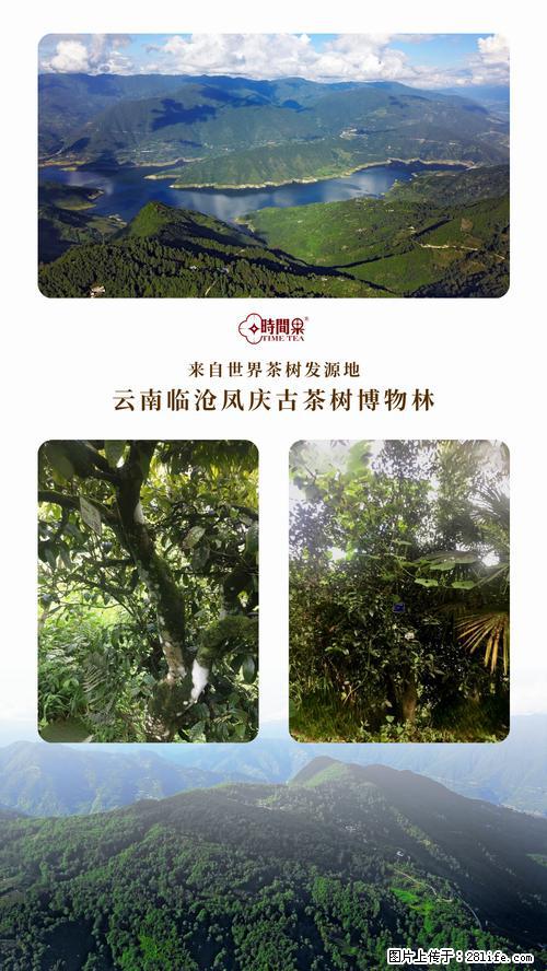 时间果百年古树2025年春红茶 - 购物交流 - 玉树生活社区 - 玉树28生活网 ys.28life.net