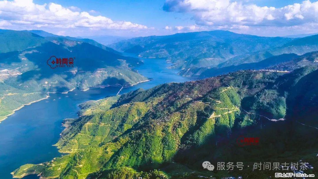 时间果百年古树龙珠普洱生茶 - 购物交流 - 玉树生活社区 - 玉树28生活网 ys.28life.net