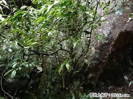 平乐石崖茶，珍贵仅次于金花茶 - 玉树生活资讯 - 玉树28生活网 ys.28life.net