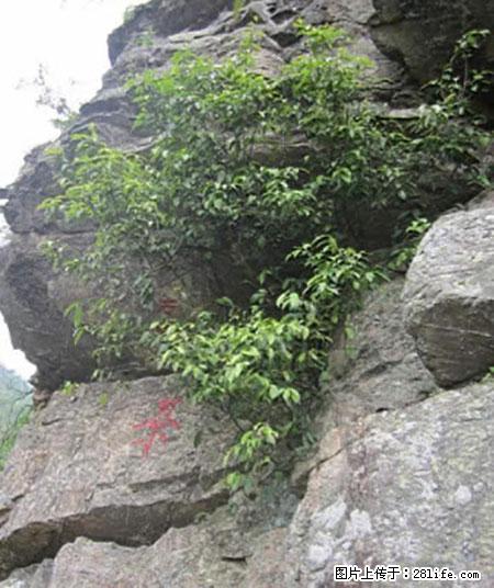 平乐石崖茶，珍贵仅次于金花茶 - 玉树生活资讯 - 玉树28生活网 ys.28life.net