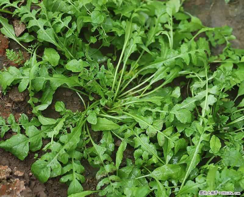 这些蔬菜是“天然钙片”，这6种被医生重点推荐 - 玉树生活资讯 - 玉树28生活网 ys.28life.net
