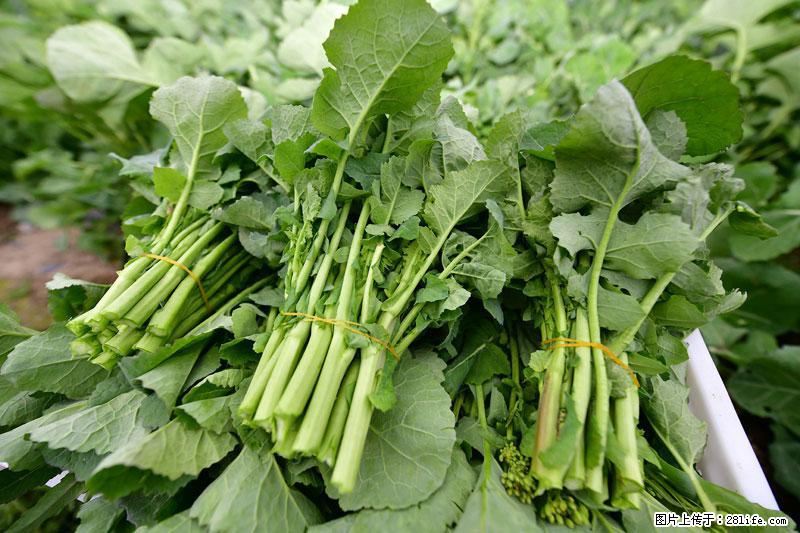 这些蔬菜是“天然钙片”，这6种被医生重点推荐 - 玉树生活资讯 - 玉树28生活网 ys.28life.net